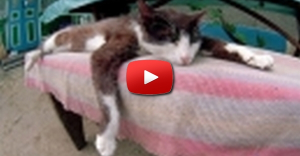 Relax do Gato